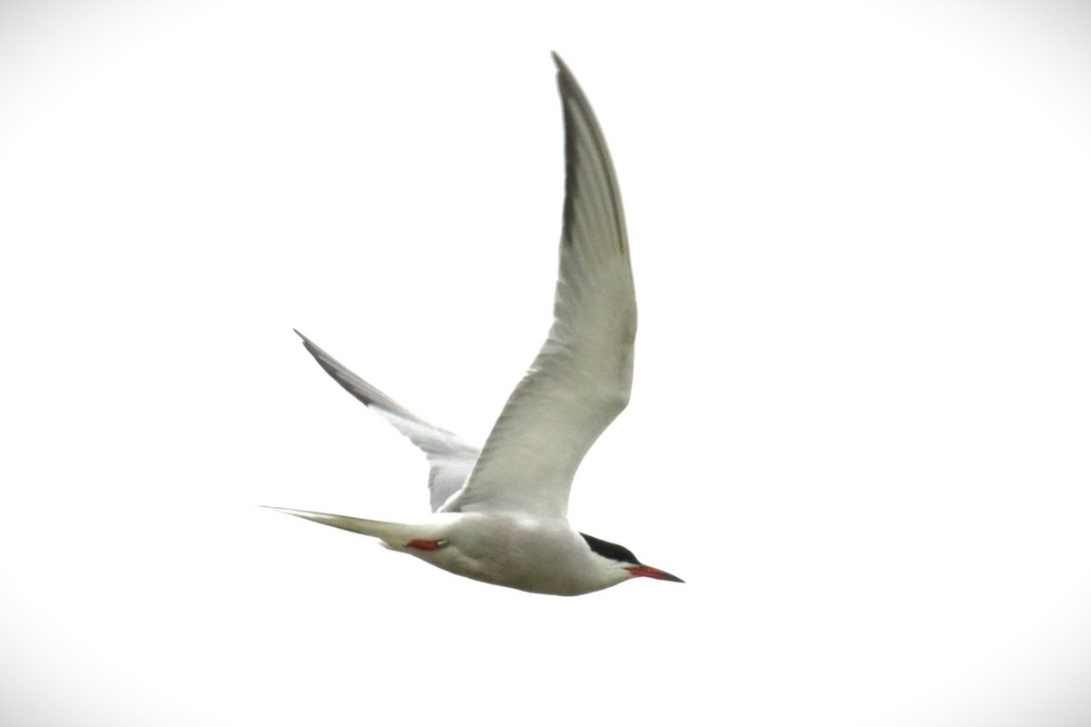 Common Tern - Jan Roedolf