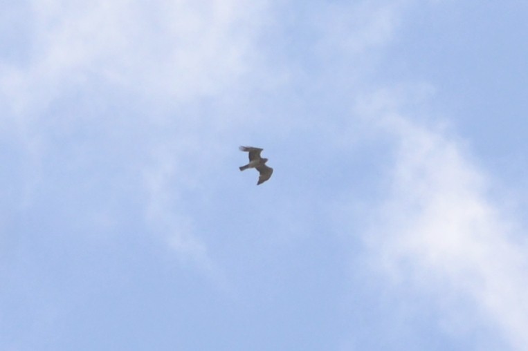 Short-toed Snake-Eagle - Paulo  Roncon