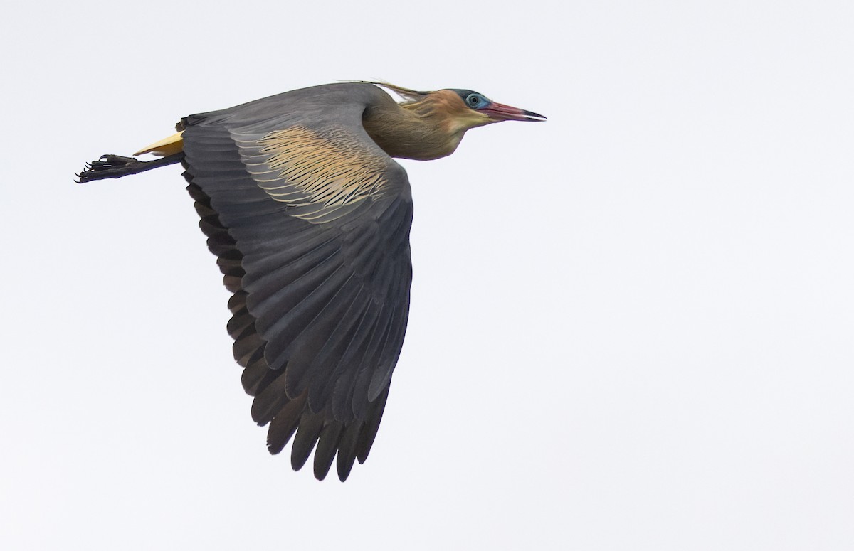 Whistling Heron - Lars Petersson | My World of Bird Photography