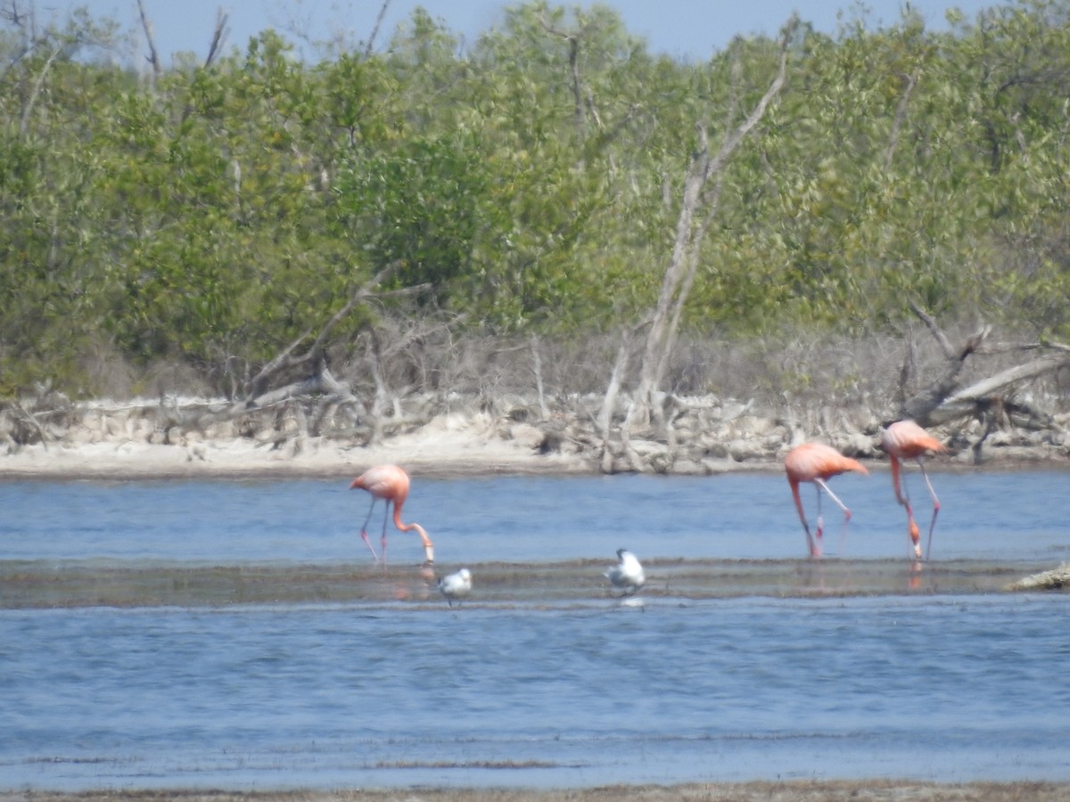 American Flamingo - Nicolás Díaz Pérez