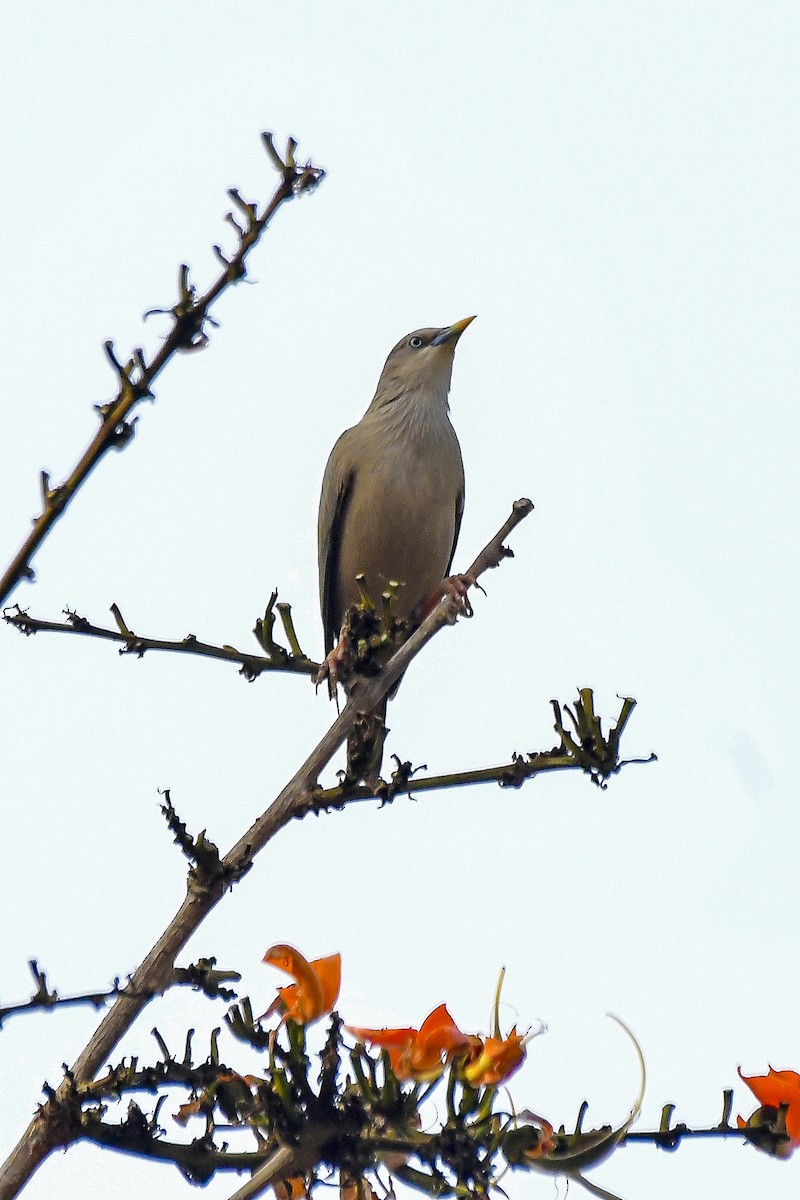 Chestnut-tailed Starling - Sathish Ramamoorthy