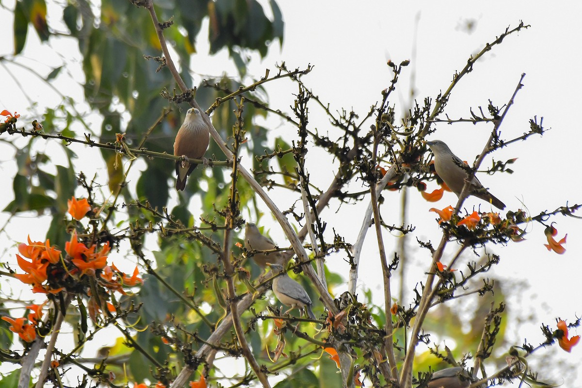 Chestnut-tailed Starling - ML619181936