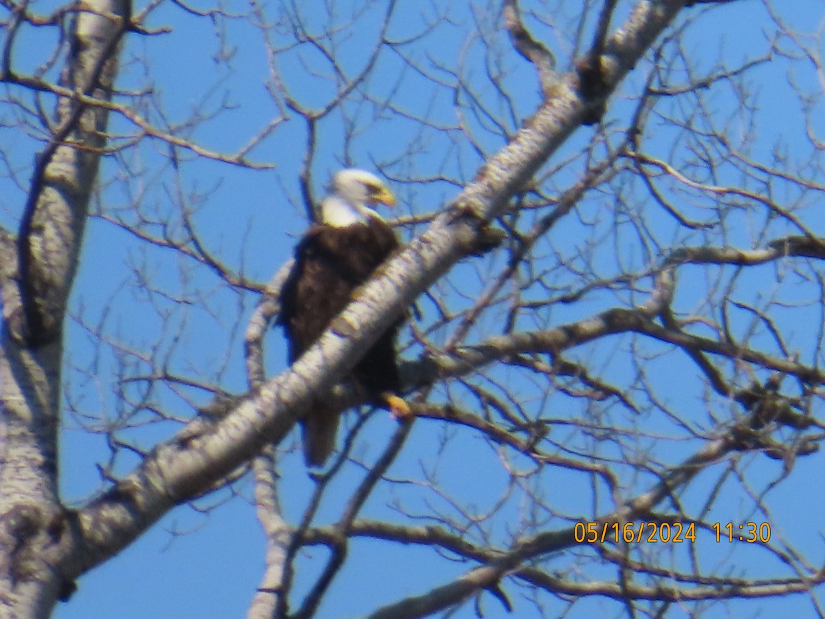 Bald Eagle - gabrielle jastrebski