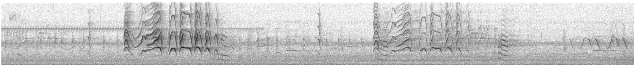 Kara Karınlı Islıkçı Ördek - ML619181940