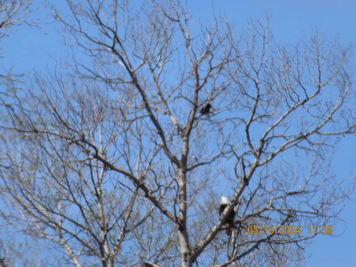 Bald Eagle - gabrielle jastrebski