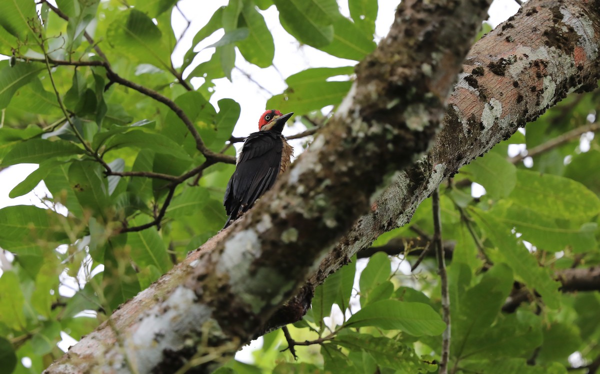 Crimson-crested Woodpecker - David Brassington