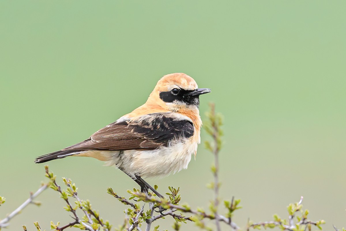 Western Black-eared Wheatear - Mac Aragon