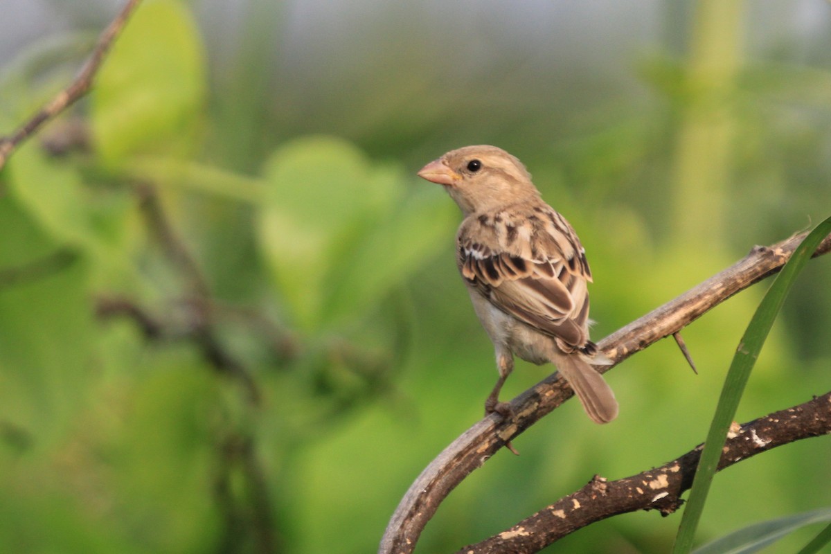 House Sparrow - ML619181985