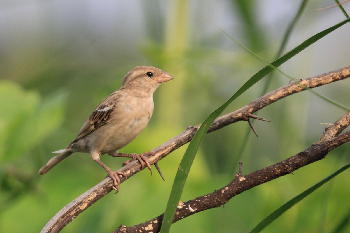 House Sparrow - LALIT MOHAN BANSAL