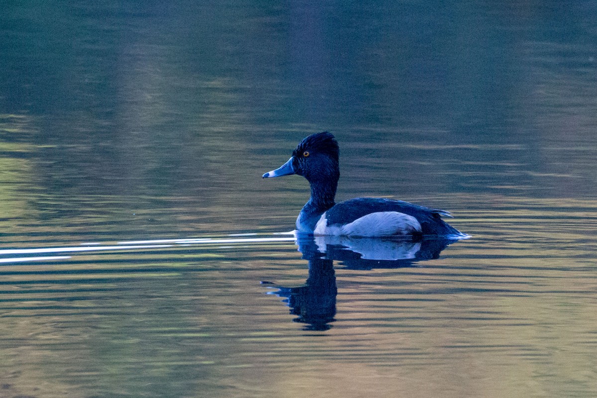 Ring-necked Duck - ML619181987