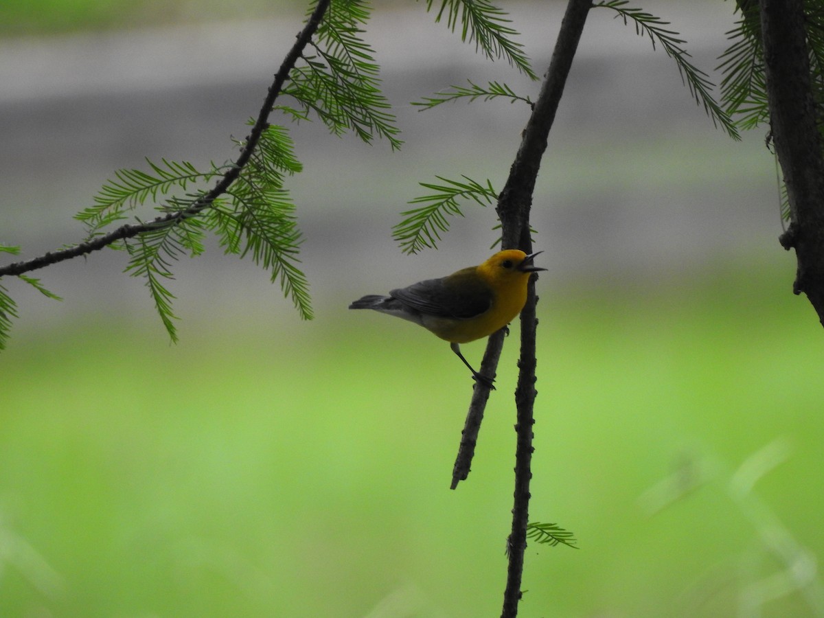 Prothonotary Warbler - ML619181997
