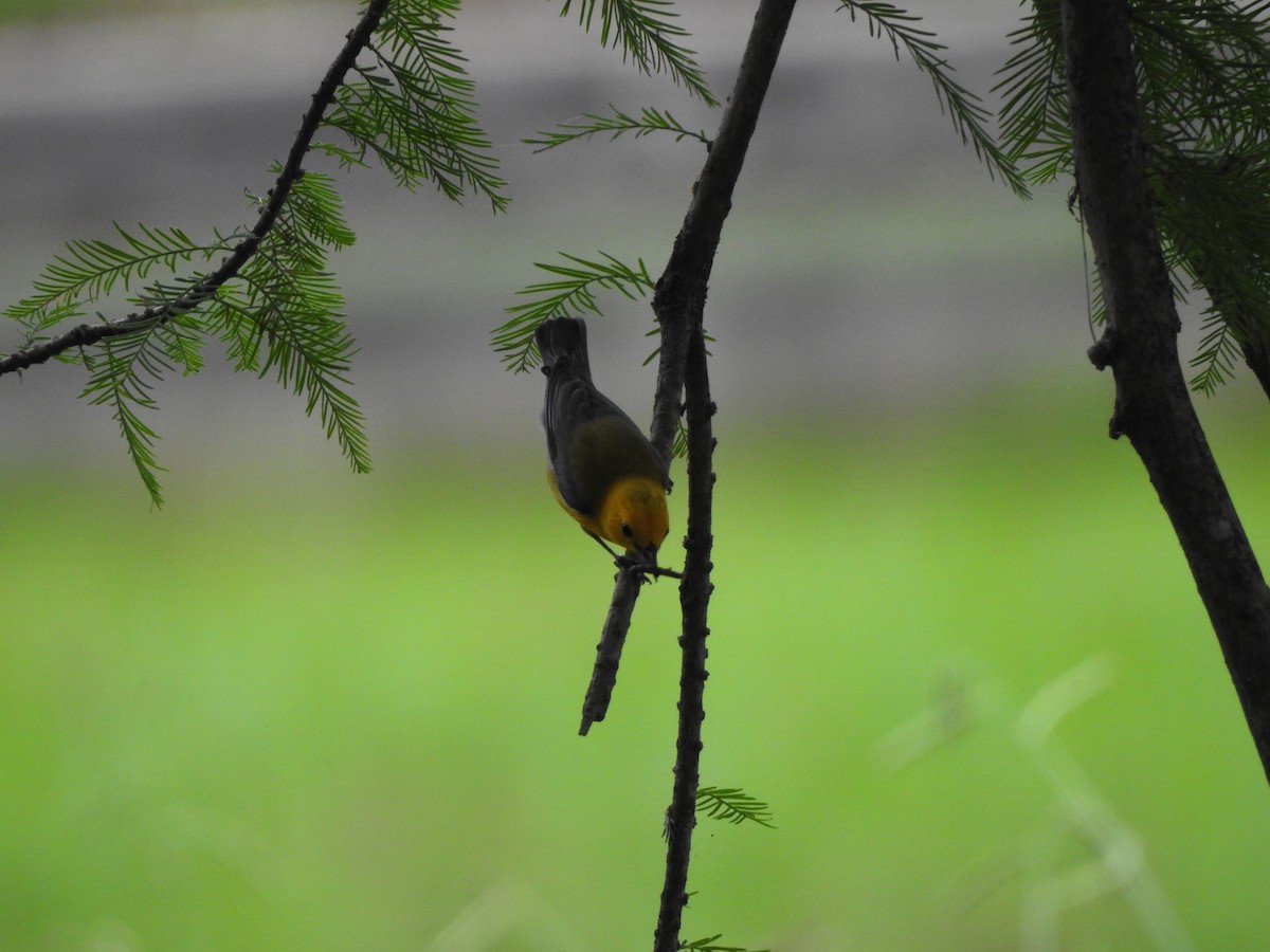 Prothonotary Warbler - ML619182005