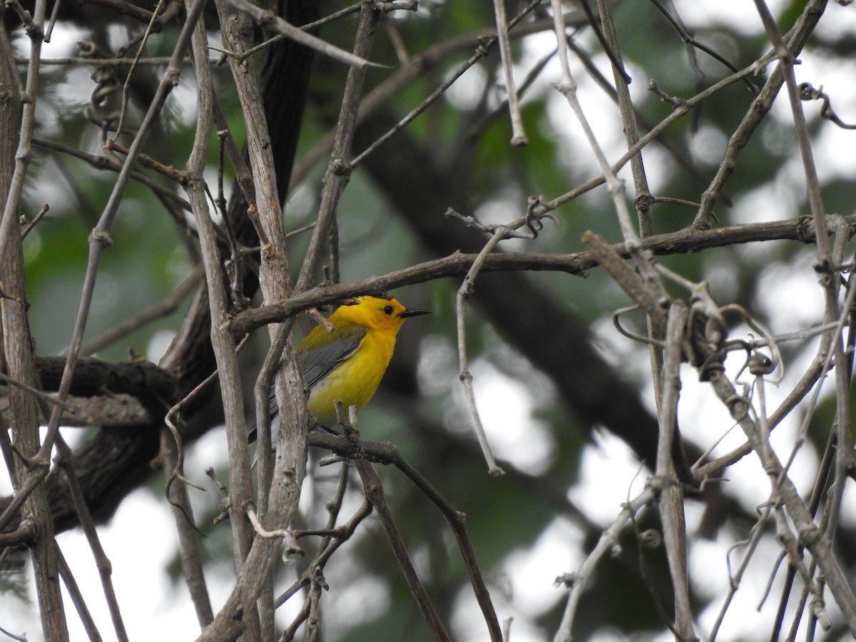 Prothonotary Warbler - ML619182014