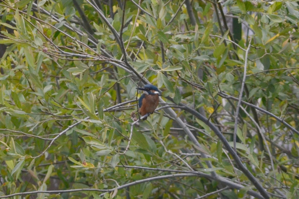 Common Kingfisher - Paulo  Roncon