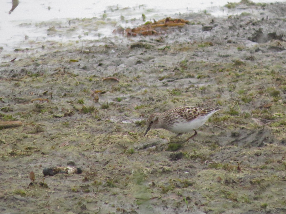 Least Sandpiper - Jacqueline Vigilanti