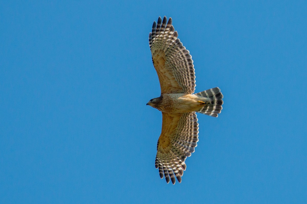 Red-shouldered Hawk - ML619182038