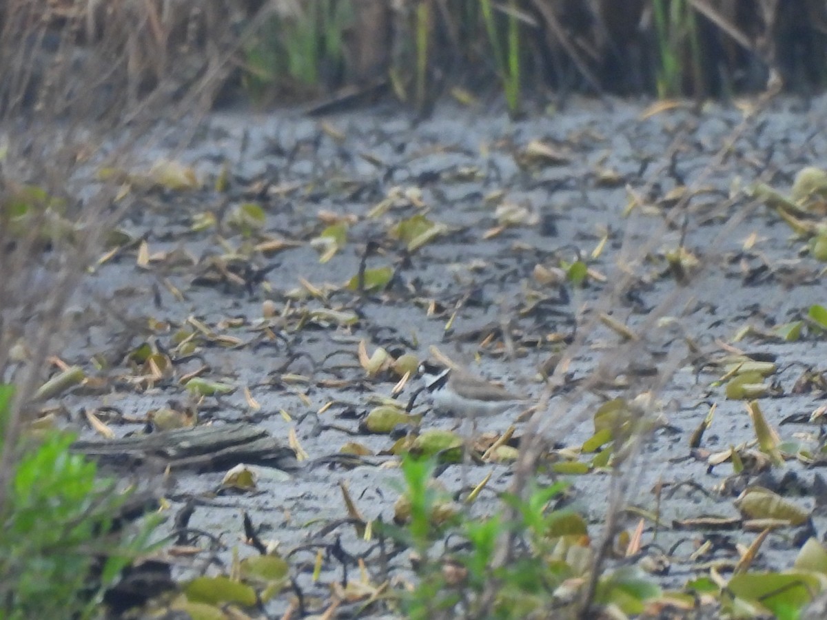 Semipalmated Plover - Armand  Collins