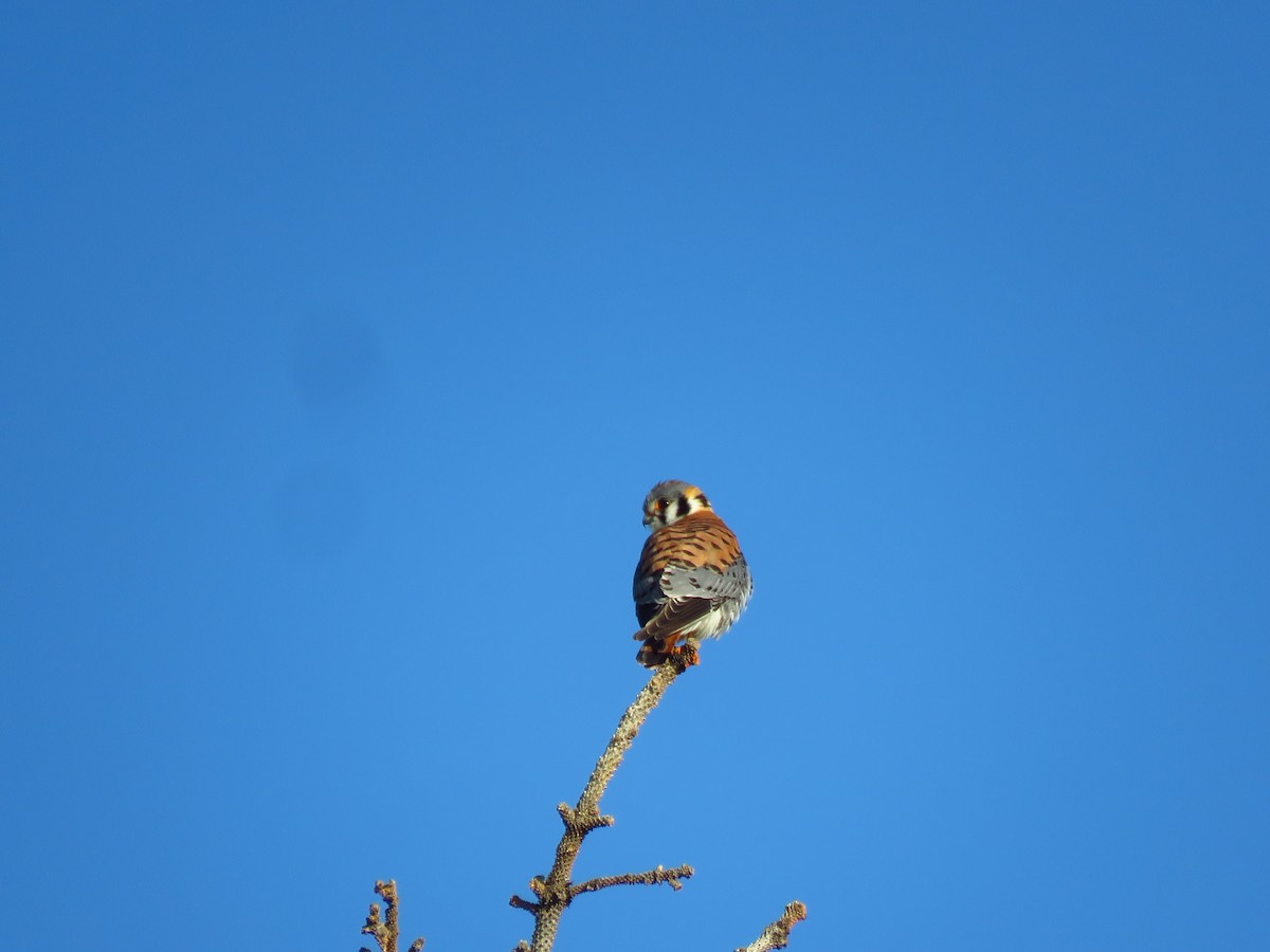 American Kestrel - Ken Orich