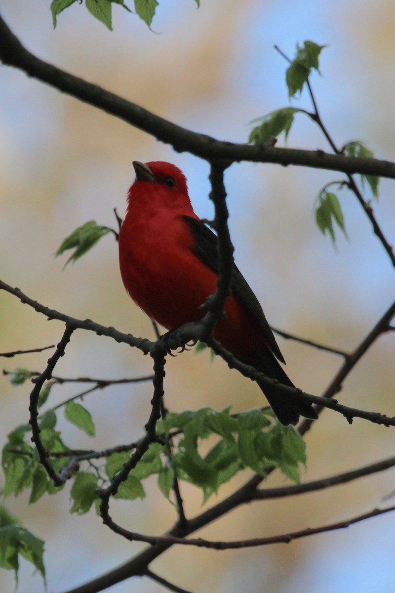 Scarlet Tanager - Suzanne Picard