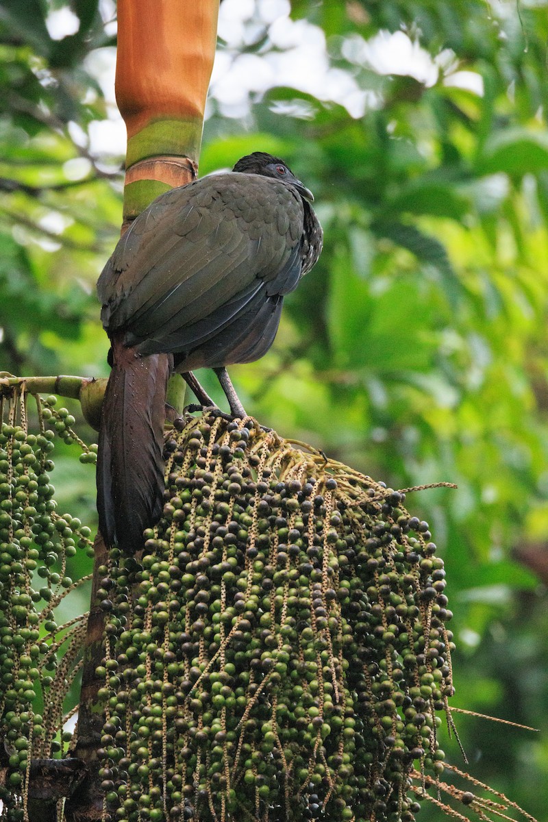 Crested Guan - ML619182062