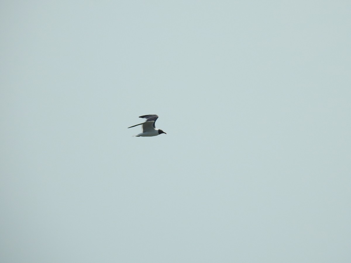 Laughing Gull - Nicolás Díaz Pérez