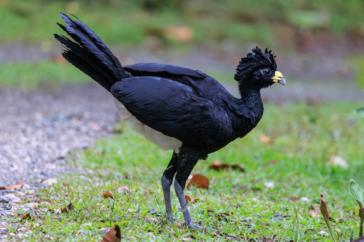 Great Curassow - Norman Graf