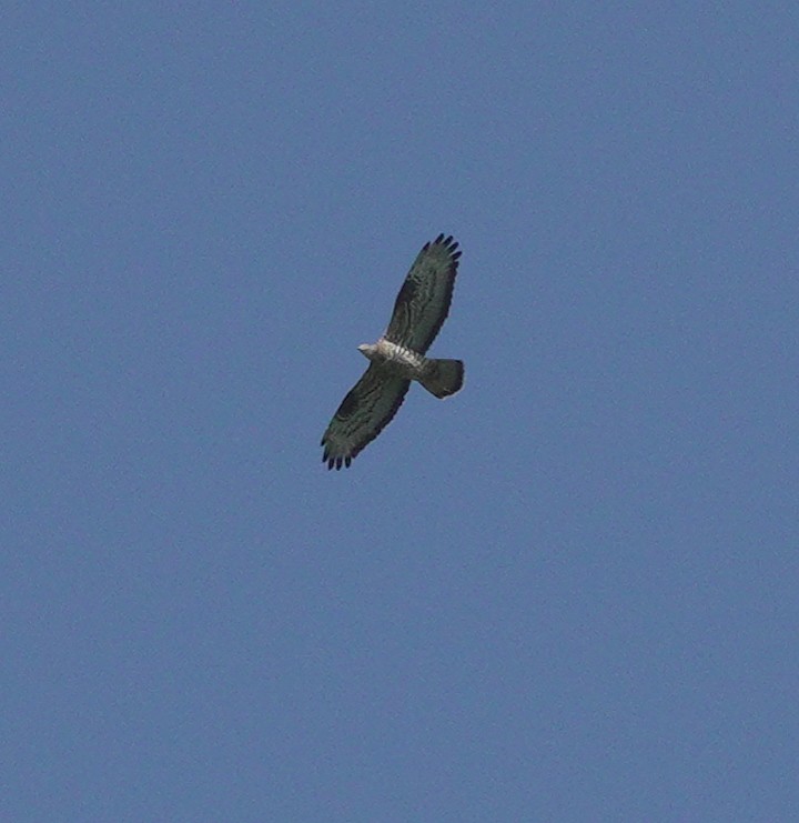 European/Oriental Honey-buzzard - ML619182088