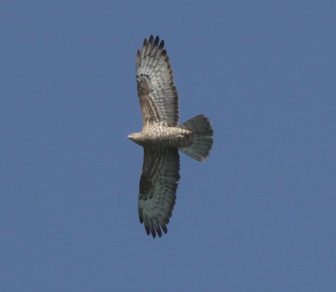 European/Oriental Honey-buzzard - ML619182089