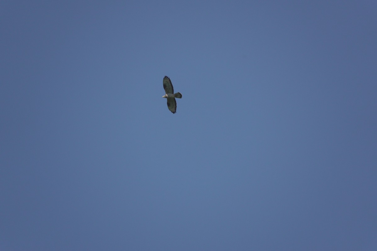 European/Oriental Honey-buzzard - ML619182092