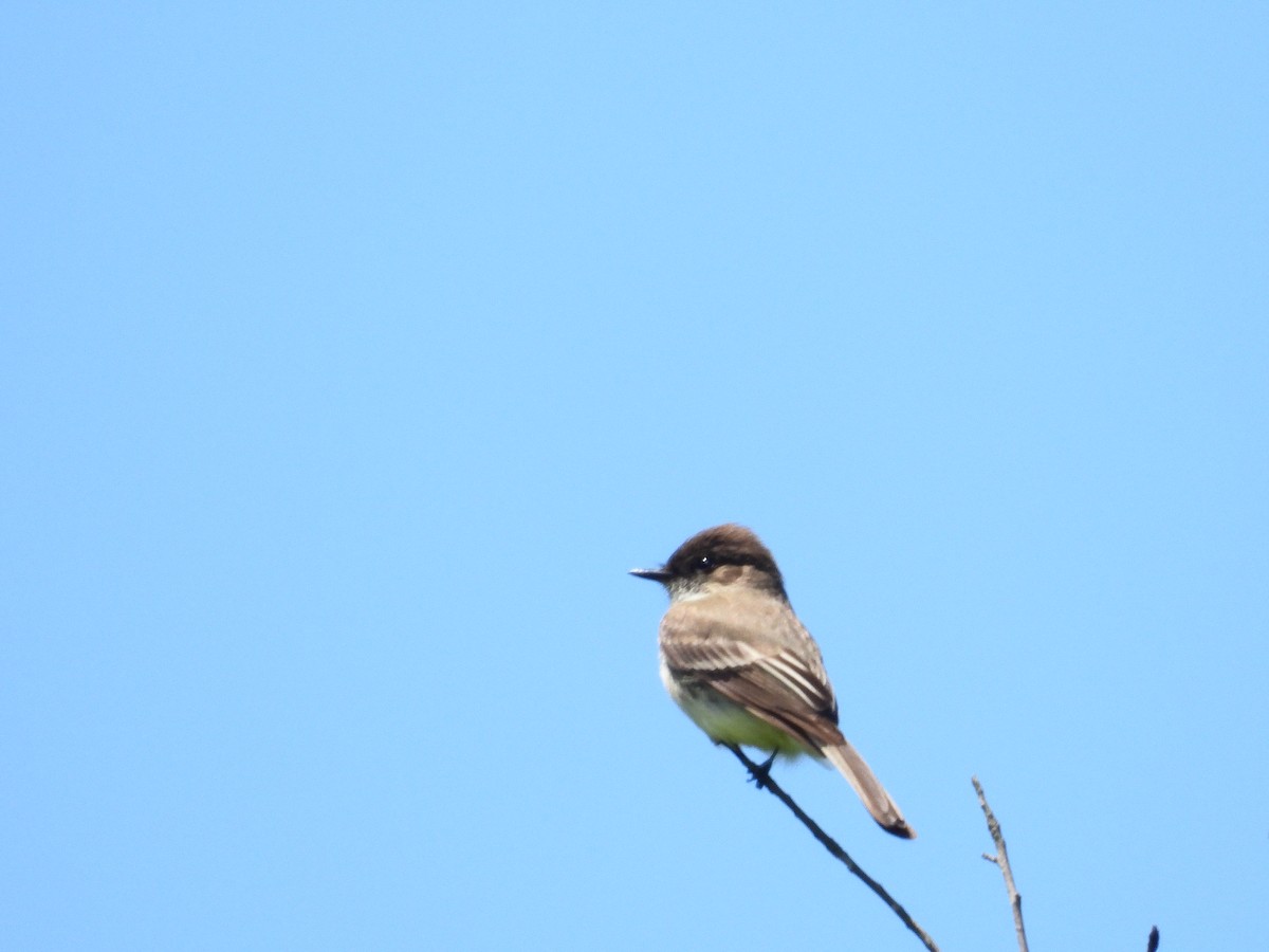 Eastern Phoebe - Timothy Campbell