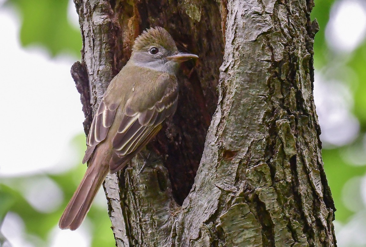 Great Crested Flycatcher - Bob Reiter