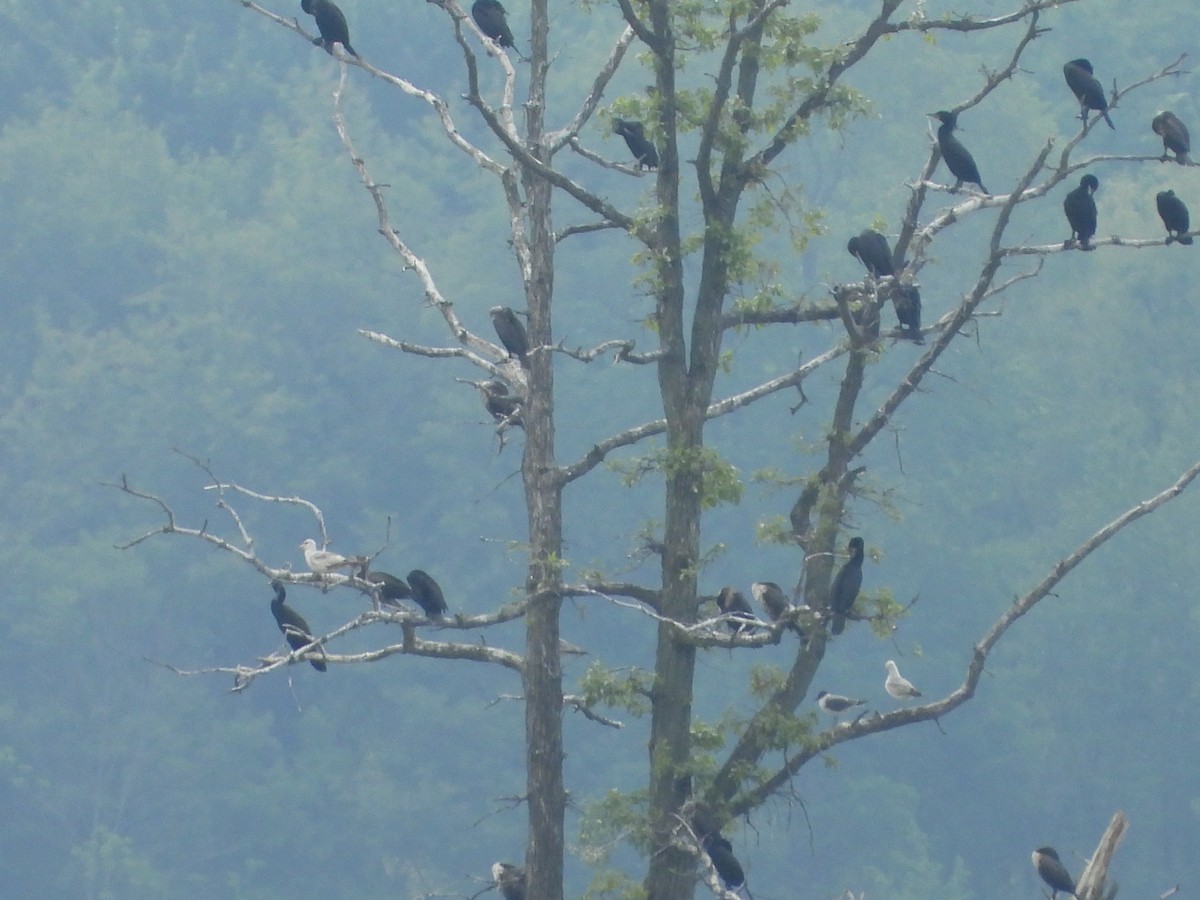 Gaviota Guanaguanare - ML619182107