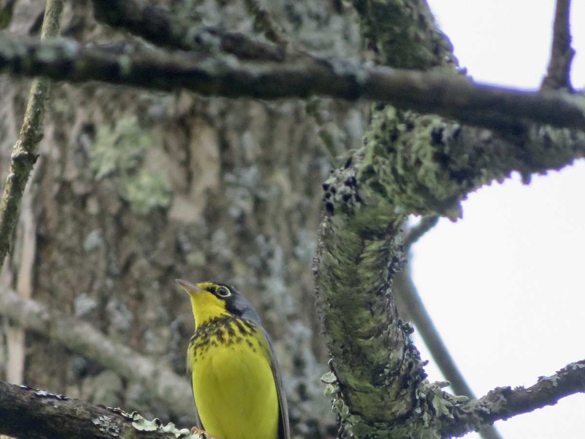 Canada Warbler - karl  schmidt