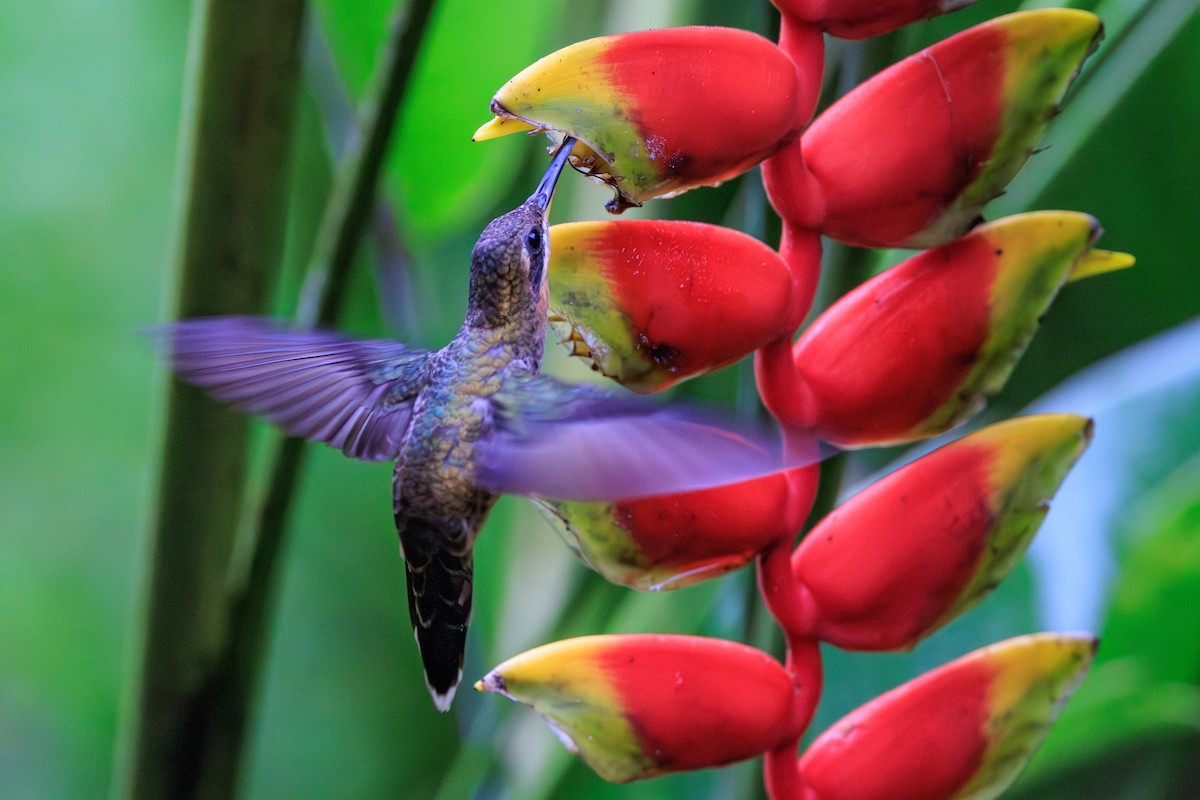 Полосатохвостый колибри-отшельник - ML619182117