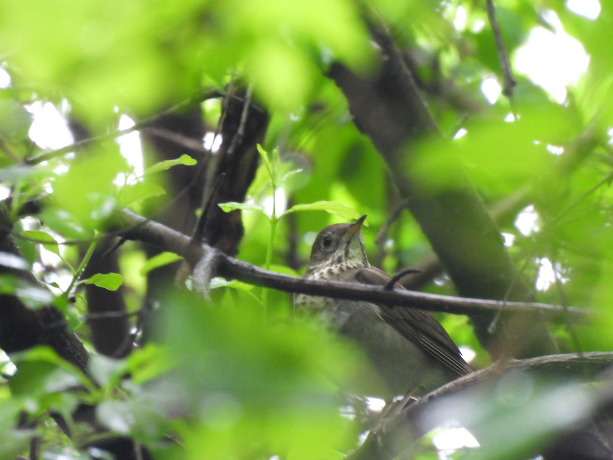 Gray-cheeked Thrush - Armand  Collins