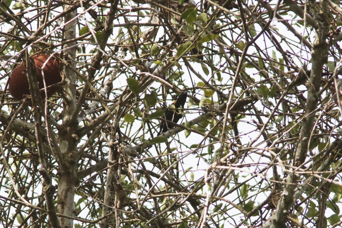 Golden-sided Euphonia - Richard Dunn