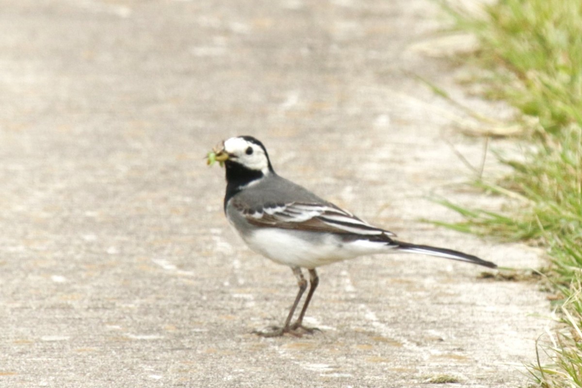 White Wagtail - Jan Roedolf