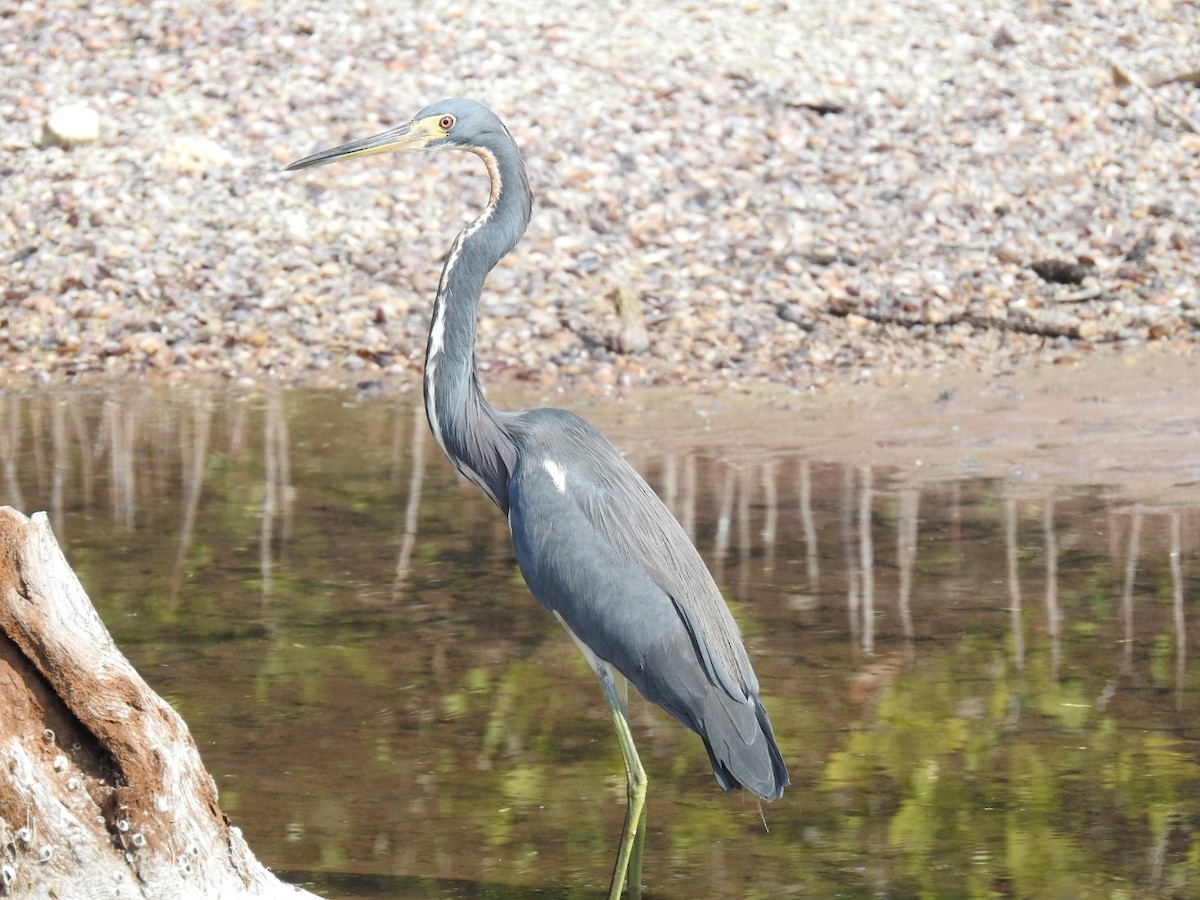 Tricolored Heron - Nicolás Díaz Pérez