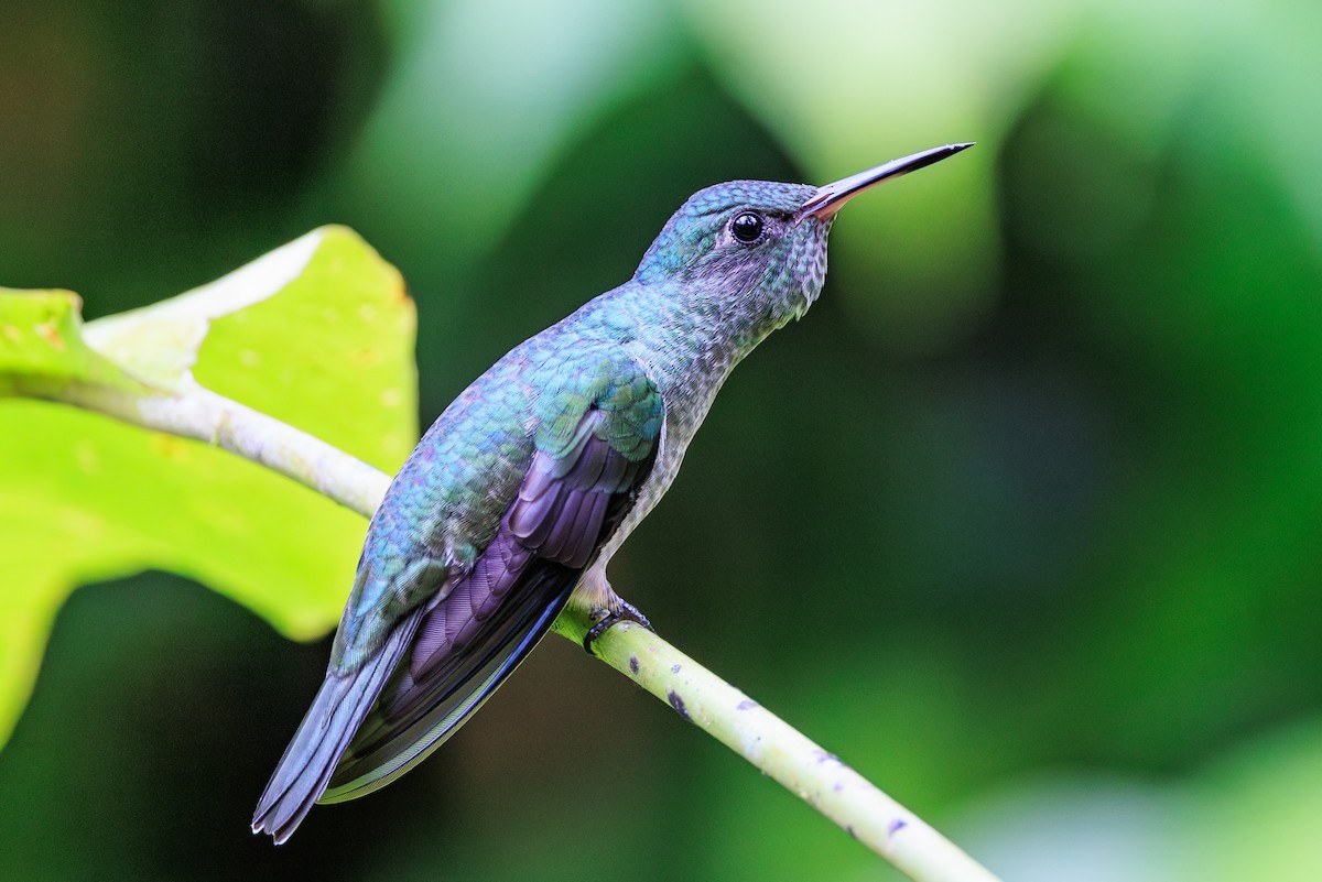 Scaly-breasted Hummingbird - Norman Graf