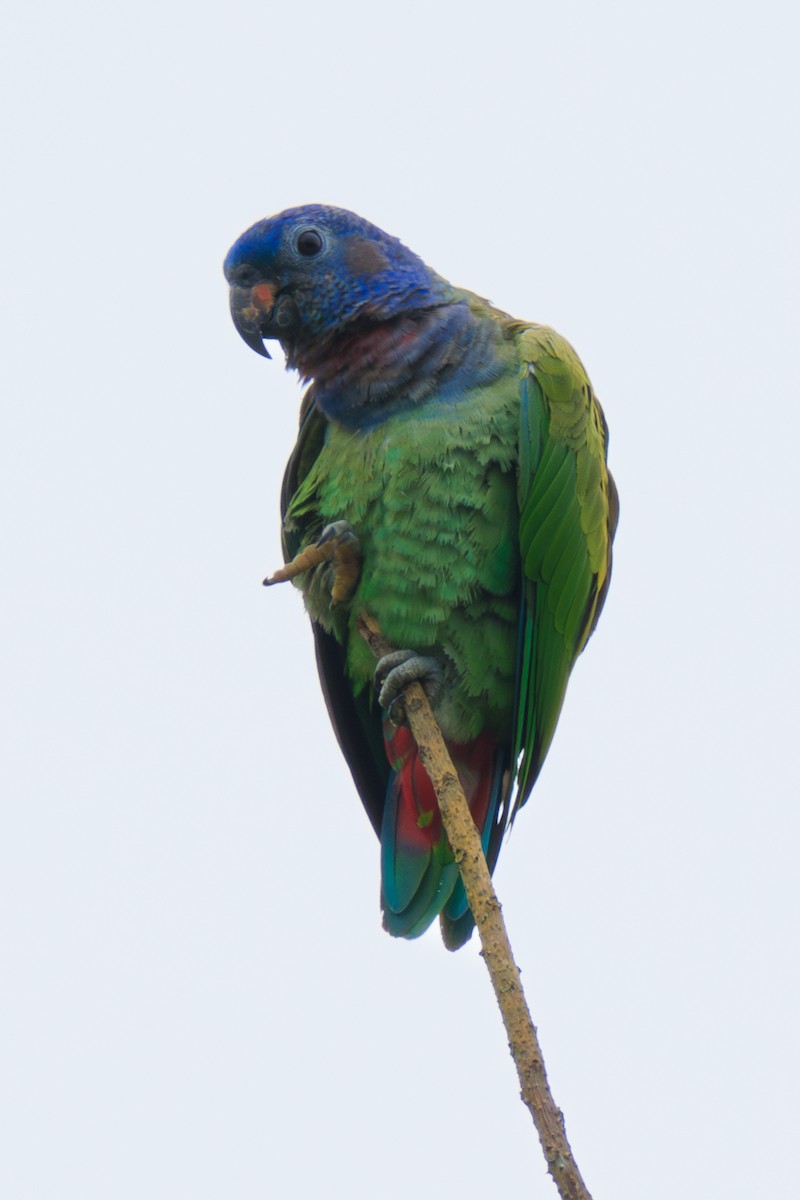 Blue-headed Parrot - Norman Graf