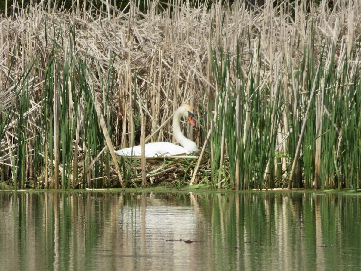 Cygne tuberculé - ML619182164