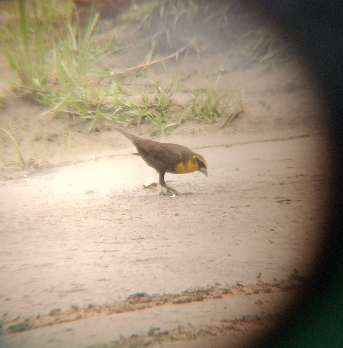 Yellow-headed Blackbird - ML619182168