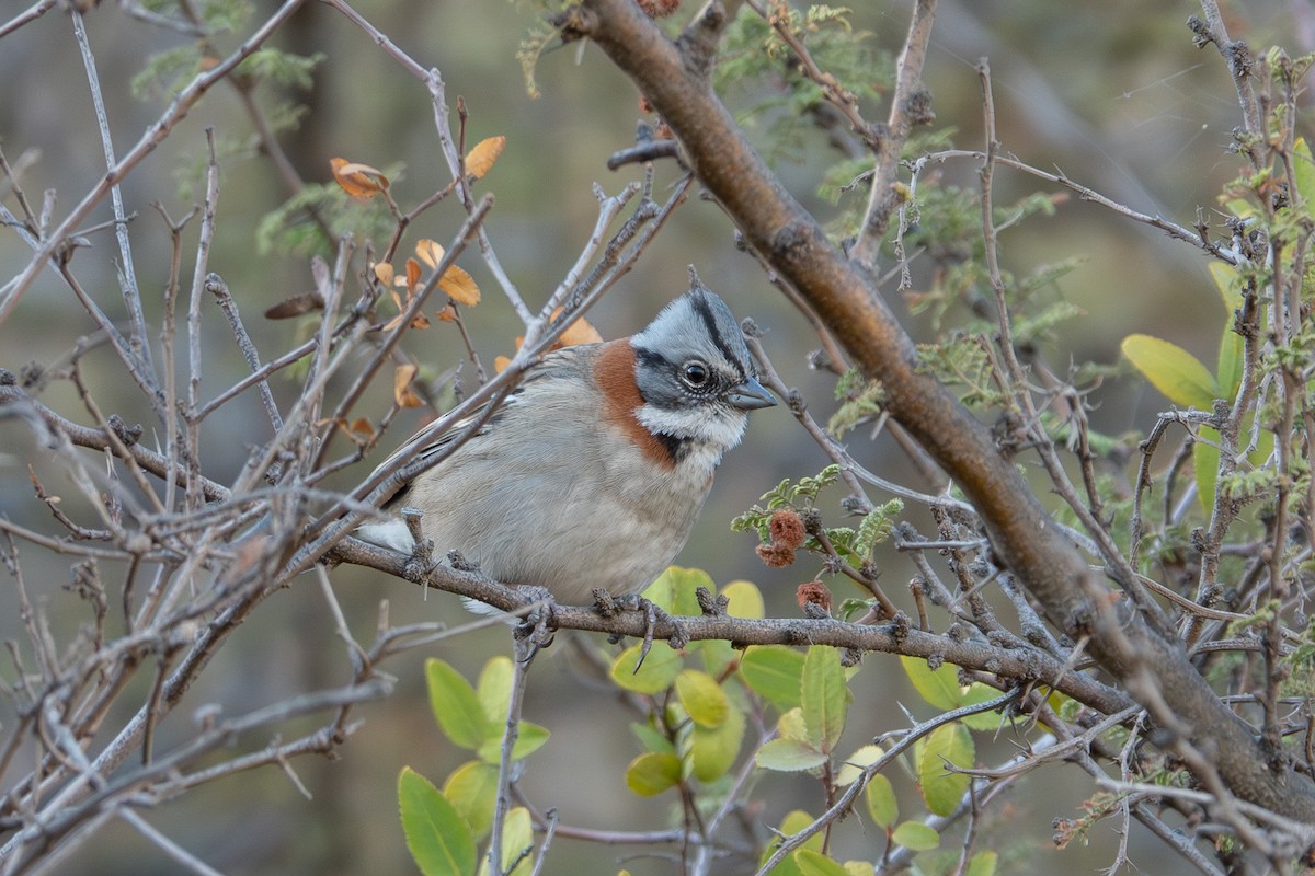 Rufous-collared Sparrow - Trish Bonadonna