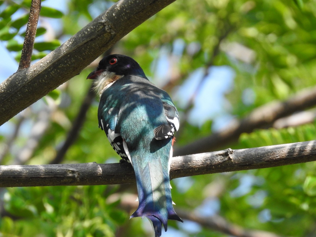 Cuban Trogon - Nicolás Díaz Pérez