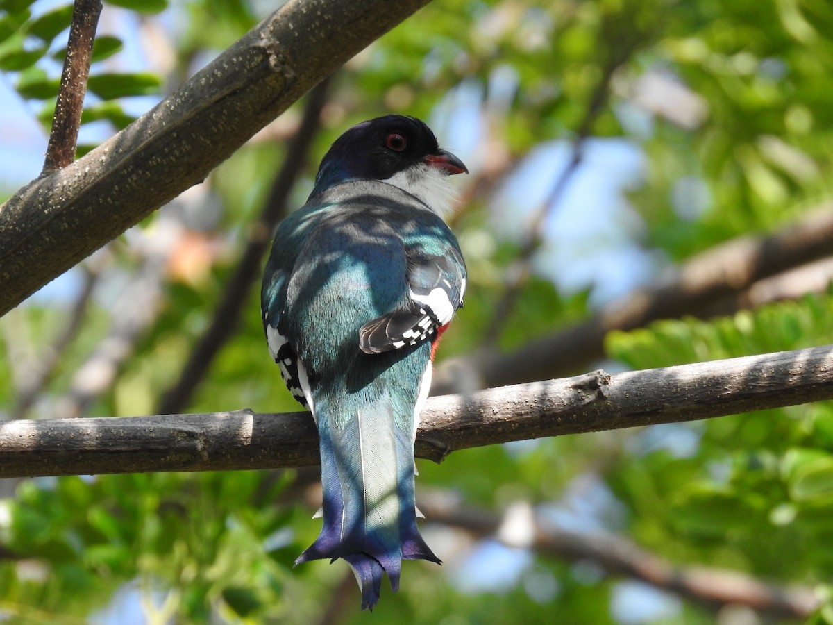 Cuban Trogon - Nicolás Díaz Pérez