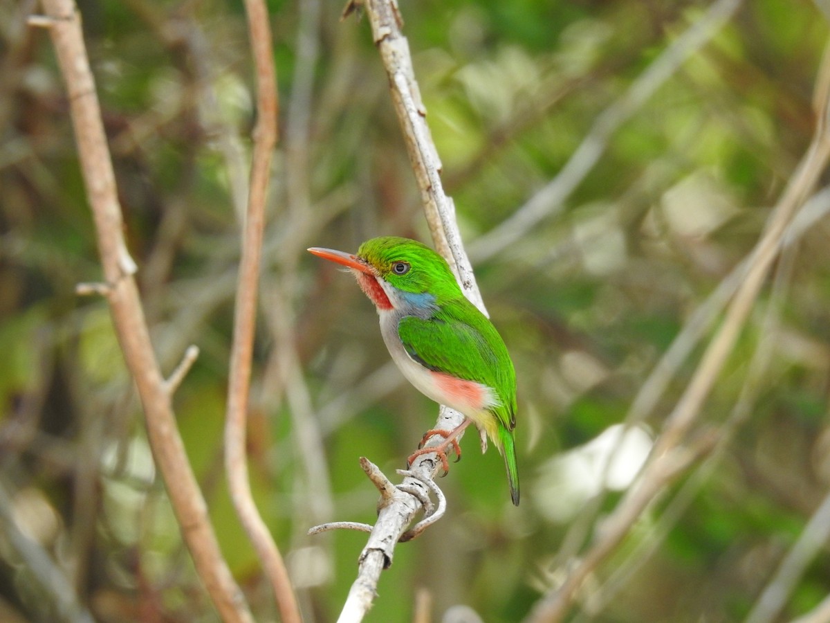 Cuban Tody - Nicolás Díaz Pérez