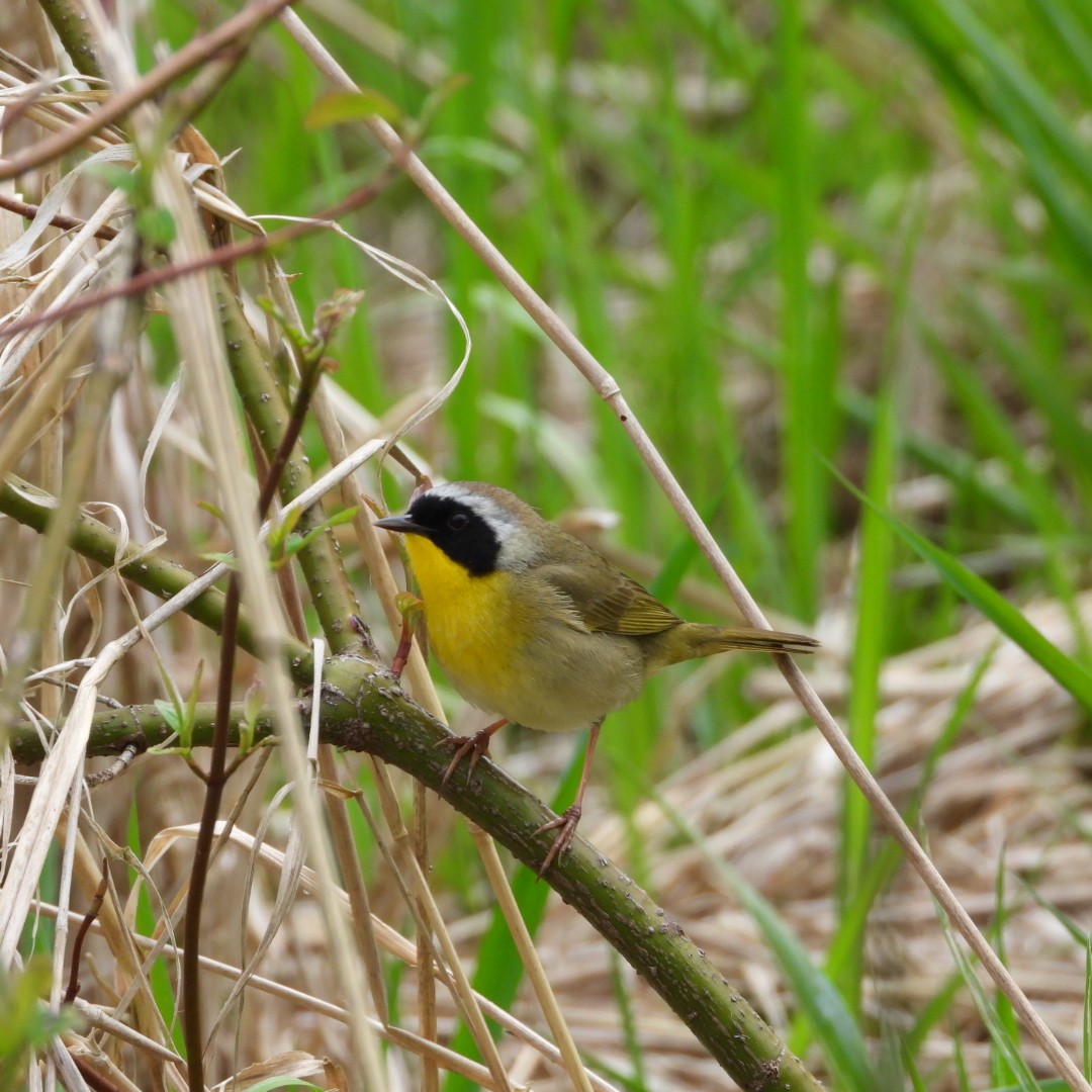 Common Yellowthroat - Manon Guglia