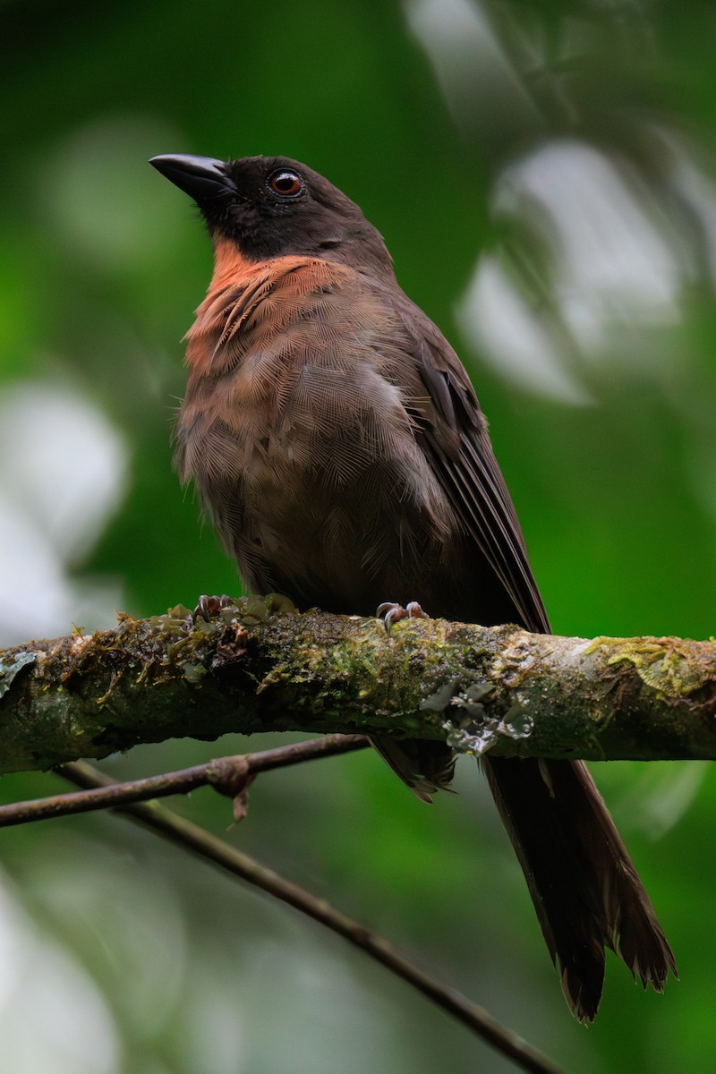 Black-cheeked Ant-Tanager - Norman Graf