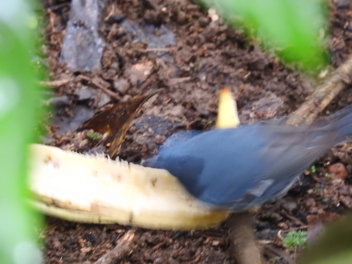 Black-throated Blue Warbler - Erick Barbato