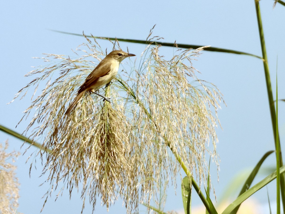 Oriental Reed Warbler - Glenda Khoo